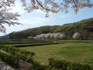 北山公園の桜