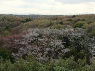 桜と景色