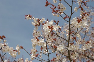 高尾山にて桜