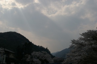 高尾山近くの桜