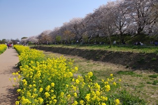 菜の花畑と桜4