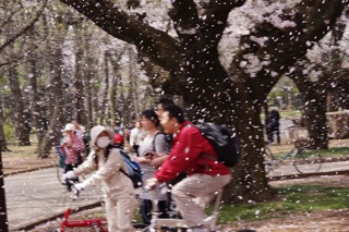 桜吹雪の中の人々