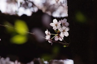 桜と空気 (1)