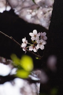 桜と空気 (2)
