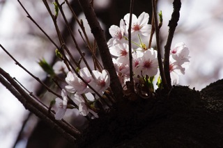 桜の様子見