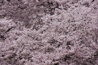桜の花花花