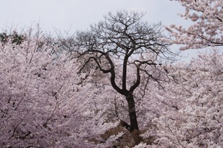 桜と魔女の木
