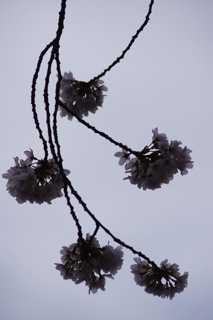 桜と鉛色の空